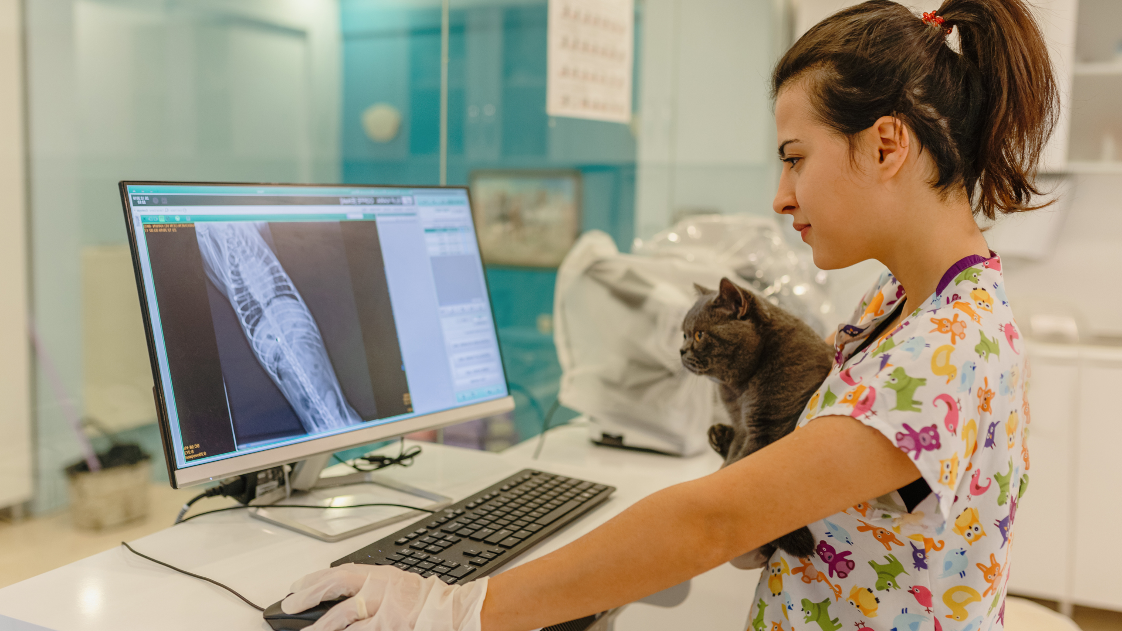 Een vrouwelijke dierenarts kijkt, samen met een grijze kat in haar arm, naar een computerscherm waarop een röntgenfoto van de torso van een kat te zien is. PetSecur