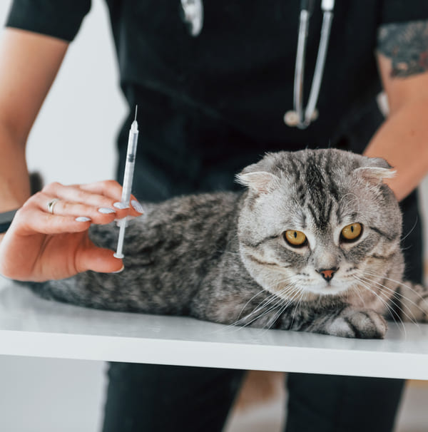 kosten vaccinatie kat