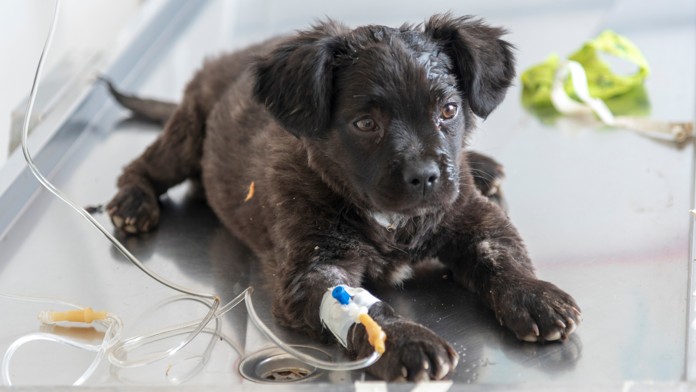 Intraveneuze kuur hond PetSecur