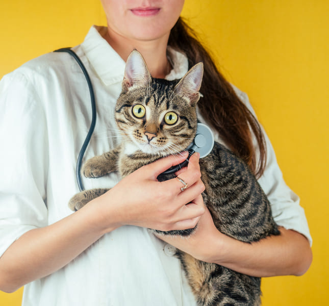 kosten castratie kat