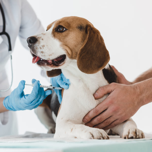 kosten chemo hond