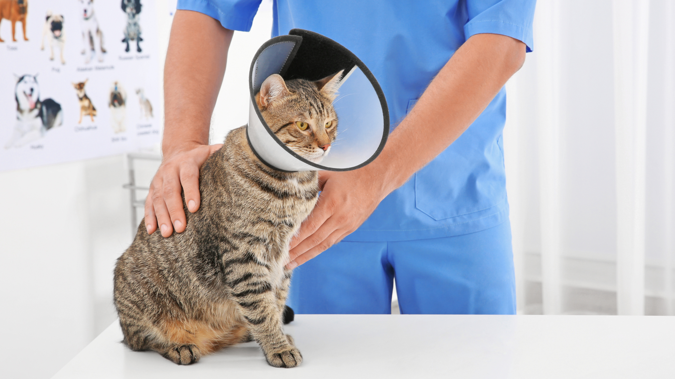 Kat met kraag PetSecur