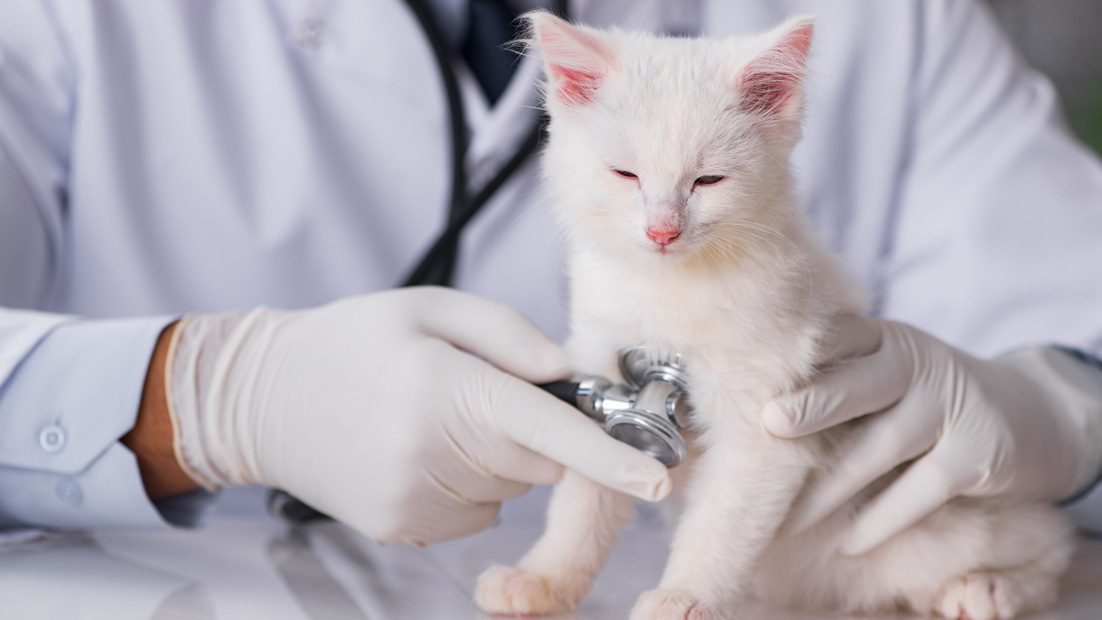 Kosten castratie kat