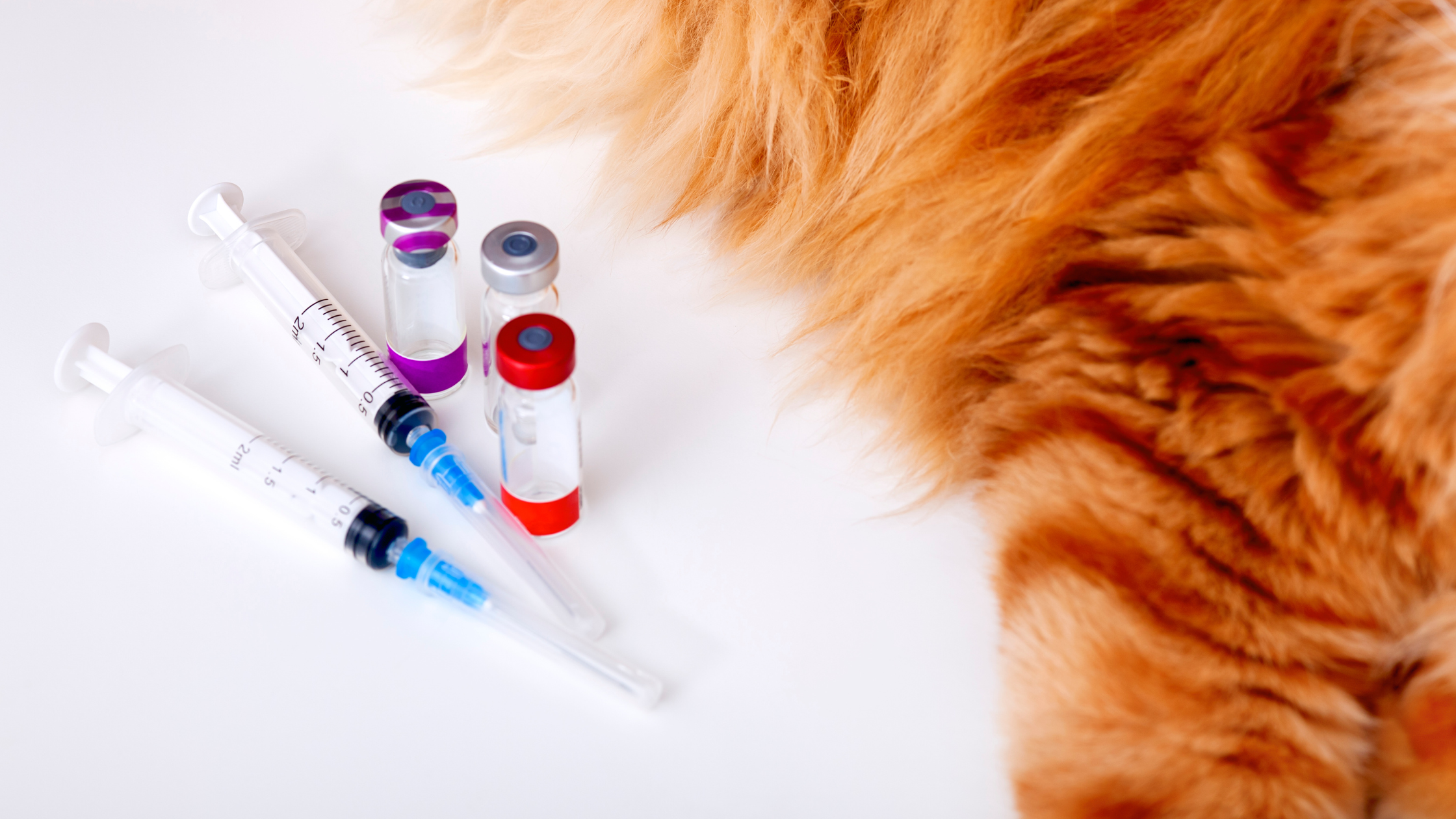 Vaccinaties kat PetSecur