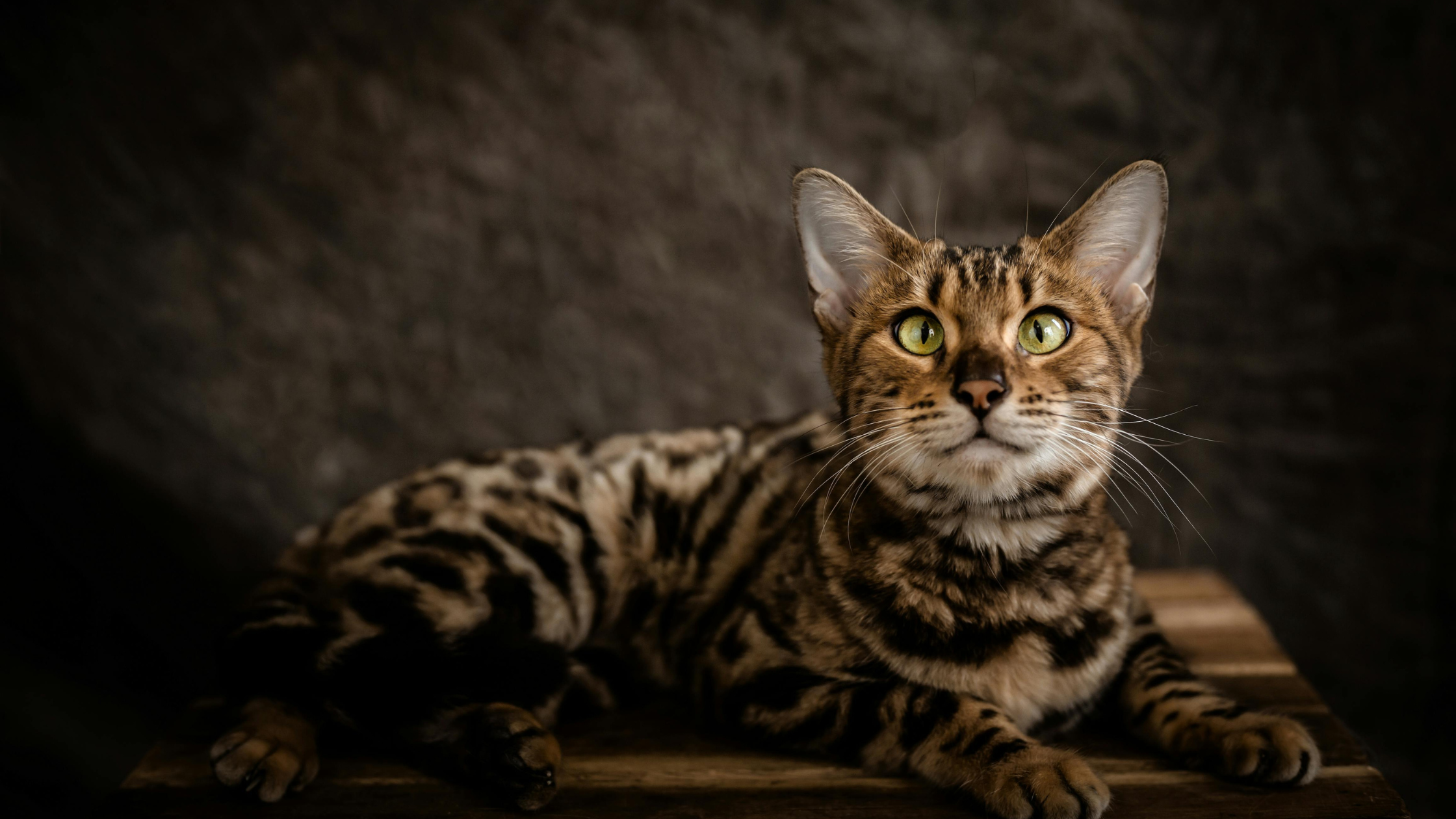Bengaal PetSecur