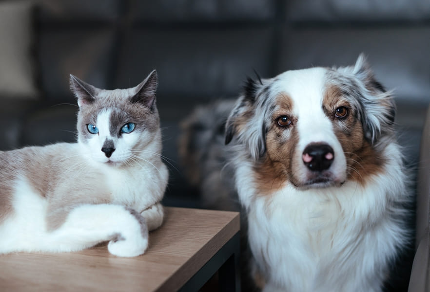 Wat doe je met je kat tijdens je vakantie? Een gids voor baasjes.