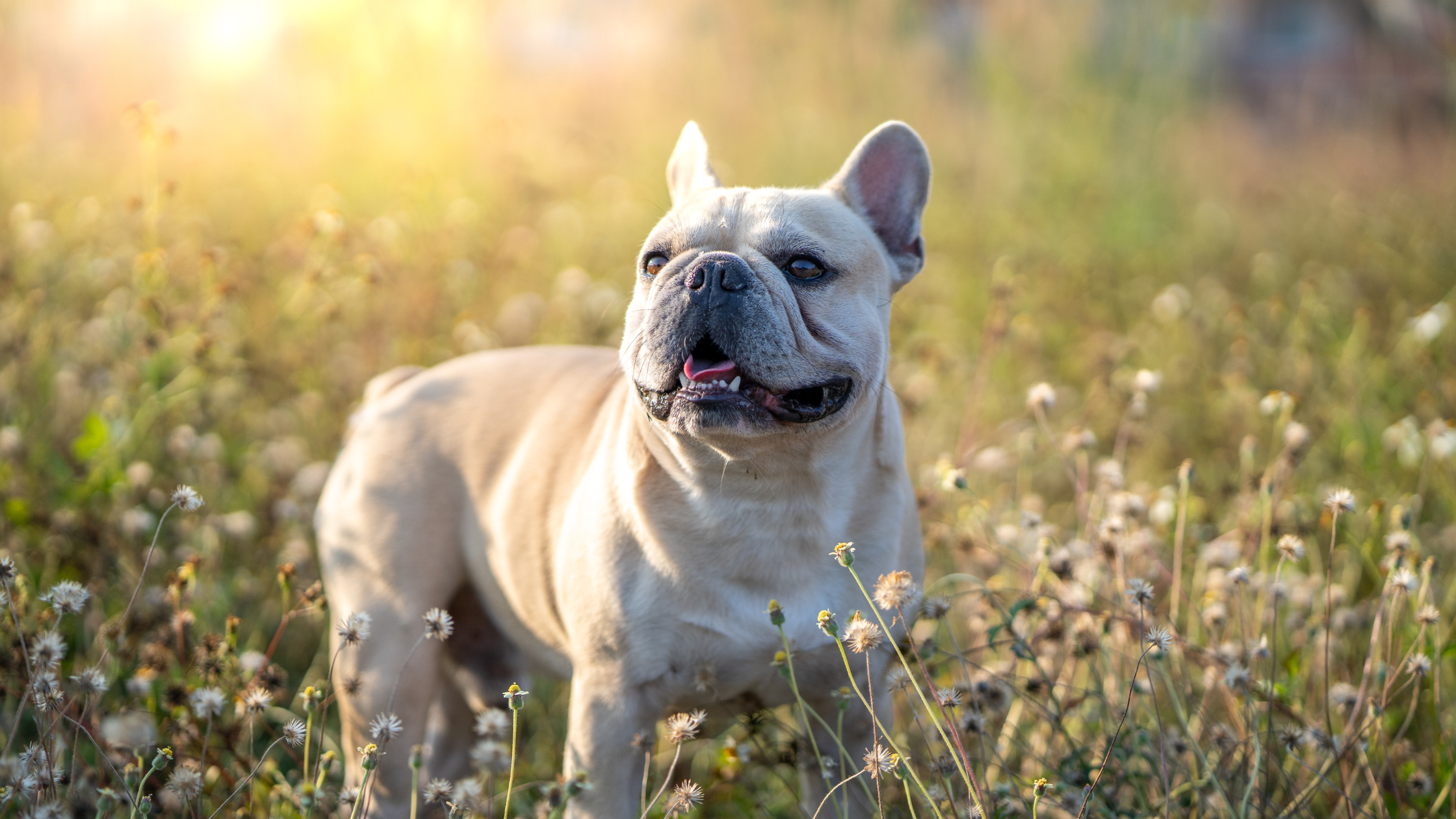 Franse Bulldog PetSecur