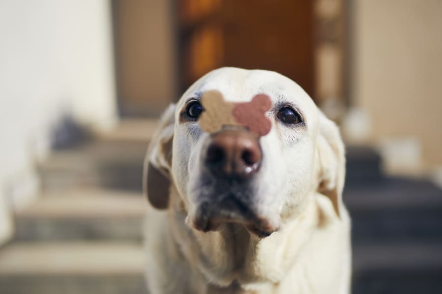 Een lichtkleurige hond kijkt geconcentreerd naar de camera terwijl twee hondenkoekjes op zijn neus in balans liggen.