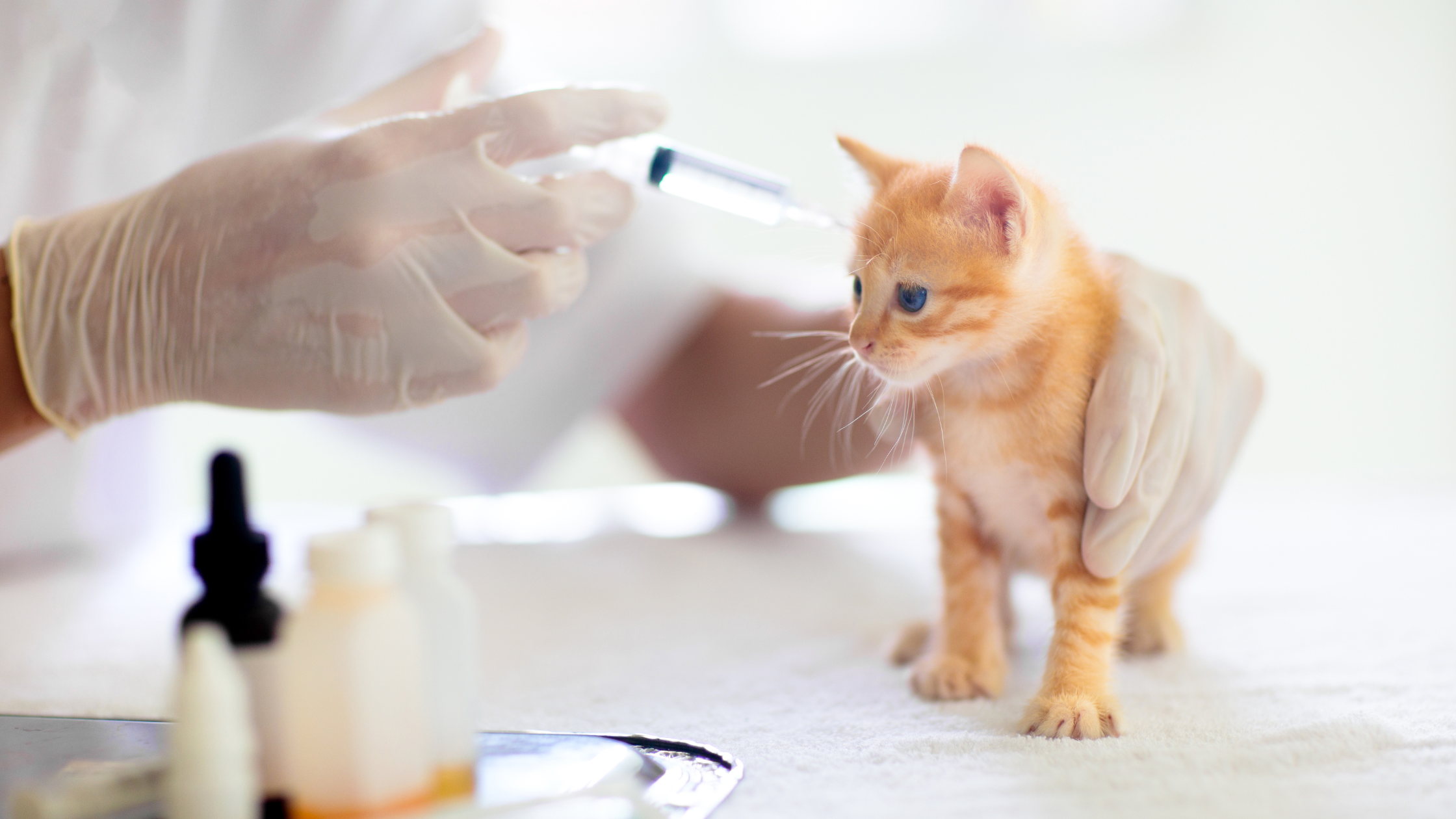 Een kleine oranje kitten zit op een behandeltafel terwijl een dierenarts met handschoenen aan een injectiespuit naar hem toe beweegt. De kitten kijkt nieuwsgierig maar voorzichtig naar voren.
