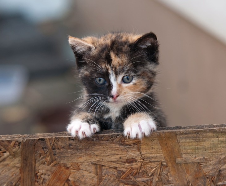 Kitten inenten kosten
