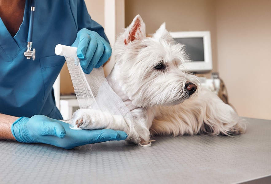 hond met gebroken poot