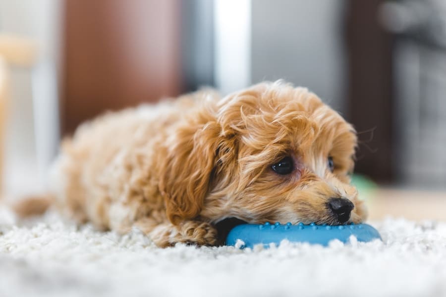 Wat is de goedkoopste hond?