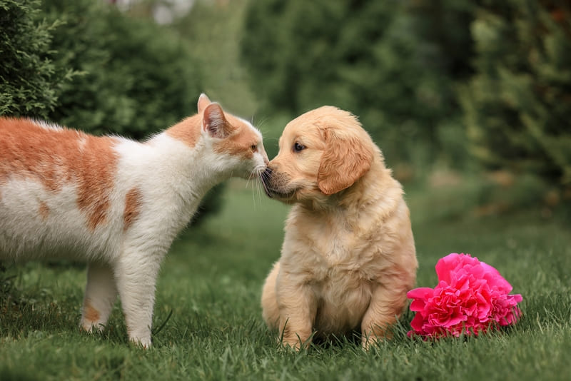 Een kat en een puppy zitten samen in het gras en raken elkaars neus aan, met naast hen een felroze bloem.