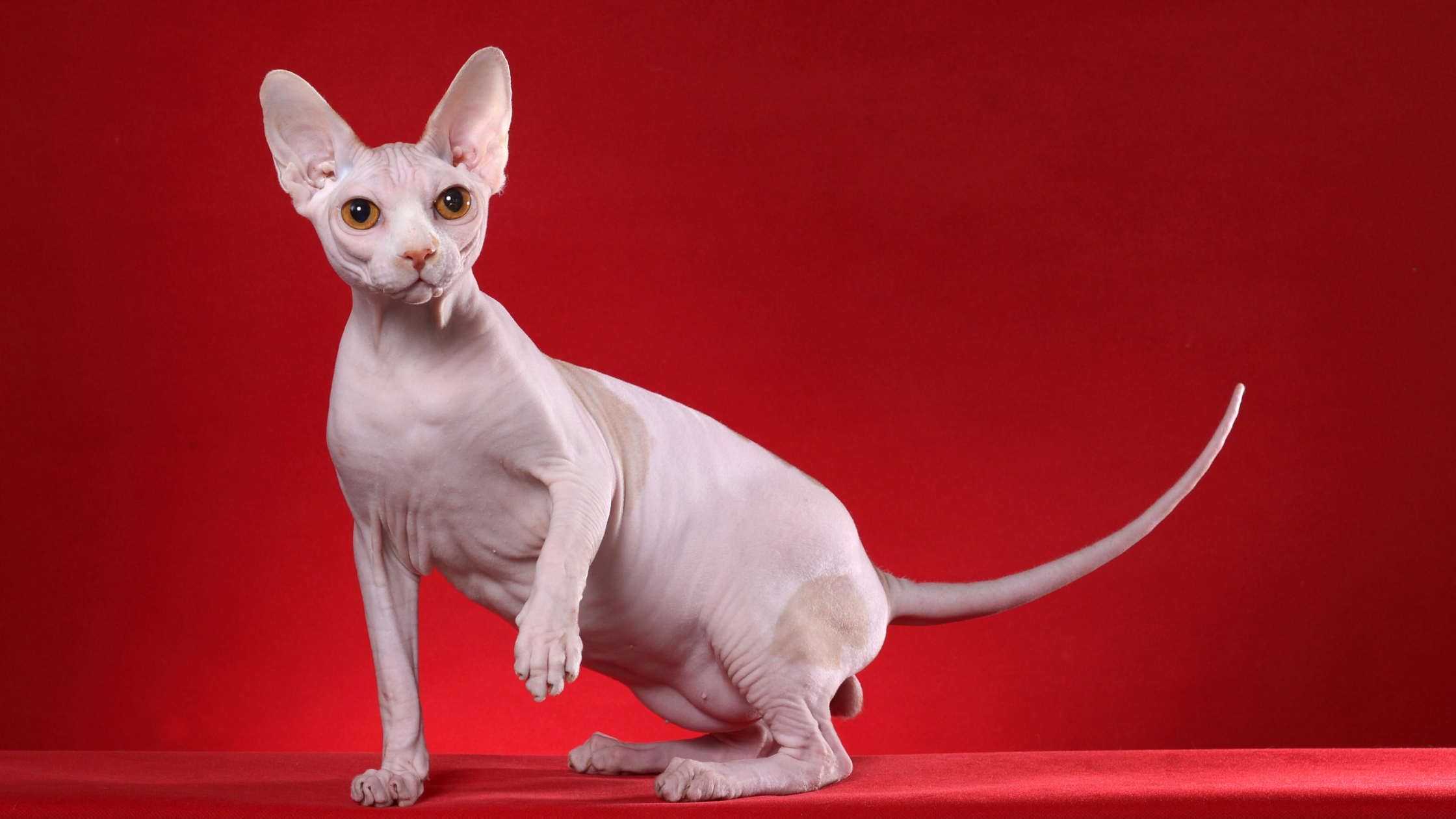 Sphynx PetSecur