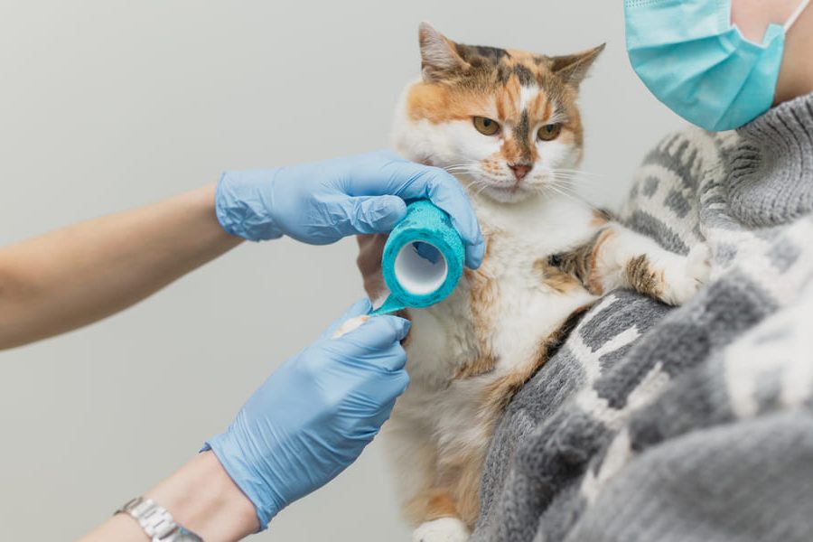 Kosten gebroken poot kat
