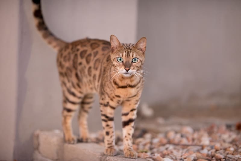 Bengaal Kat