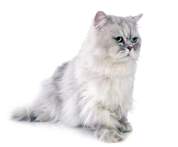 Perzische kat