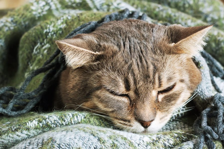 Een slapende kat ligt ingestopt onder een groen plaid, met gesloten ogen en een ontspannen houding.