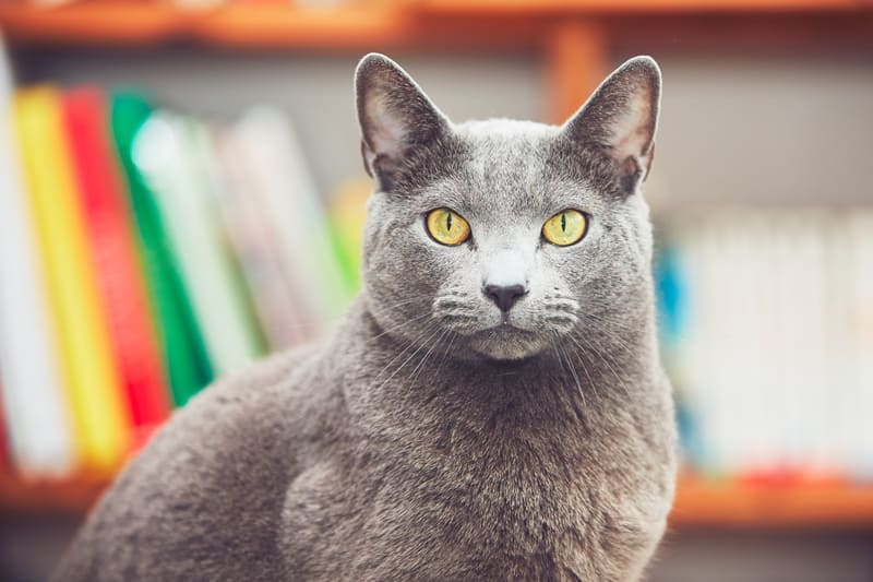 Blauwe rus kat