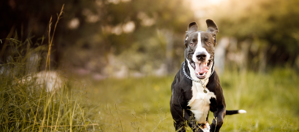 Alles over de dominantie van honden en puppy’s