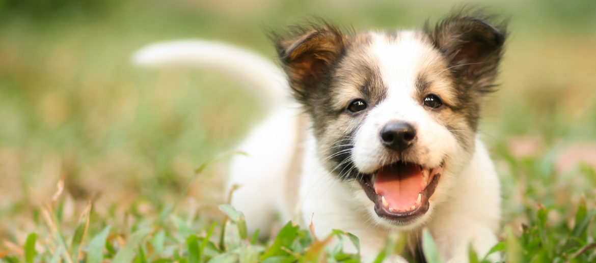 Wat kost een puppy?