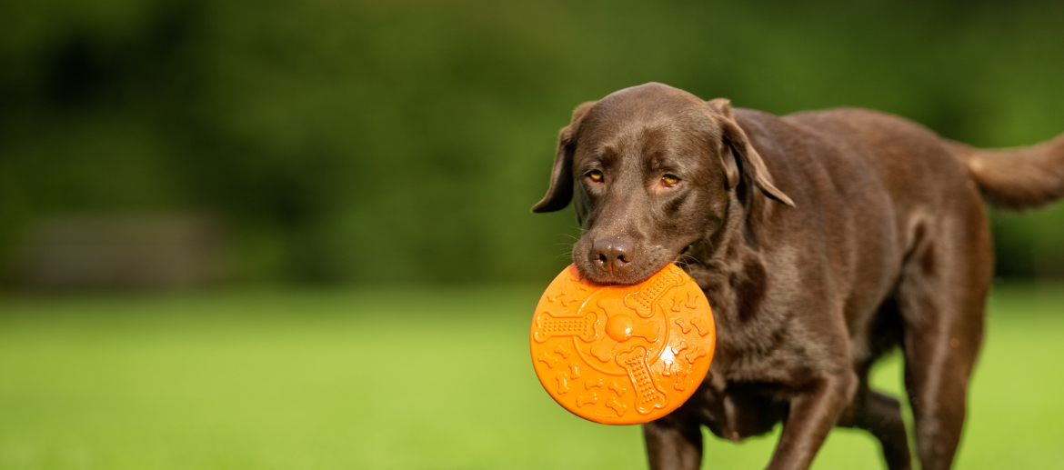 Wat kost een labrador ?