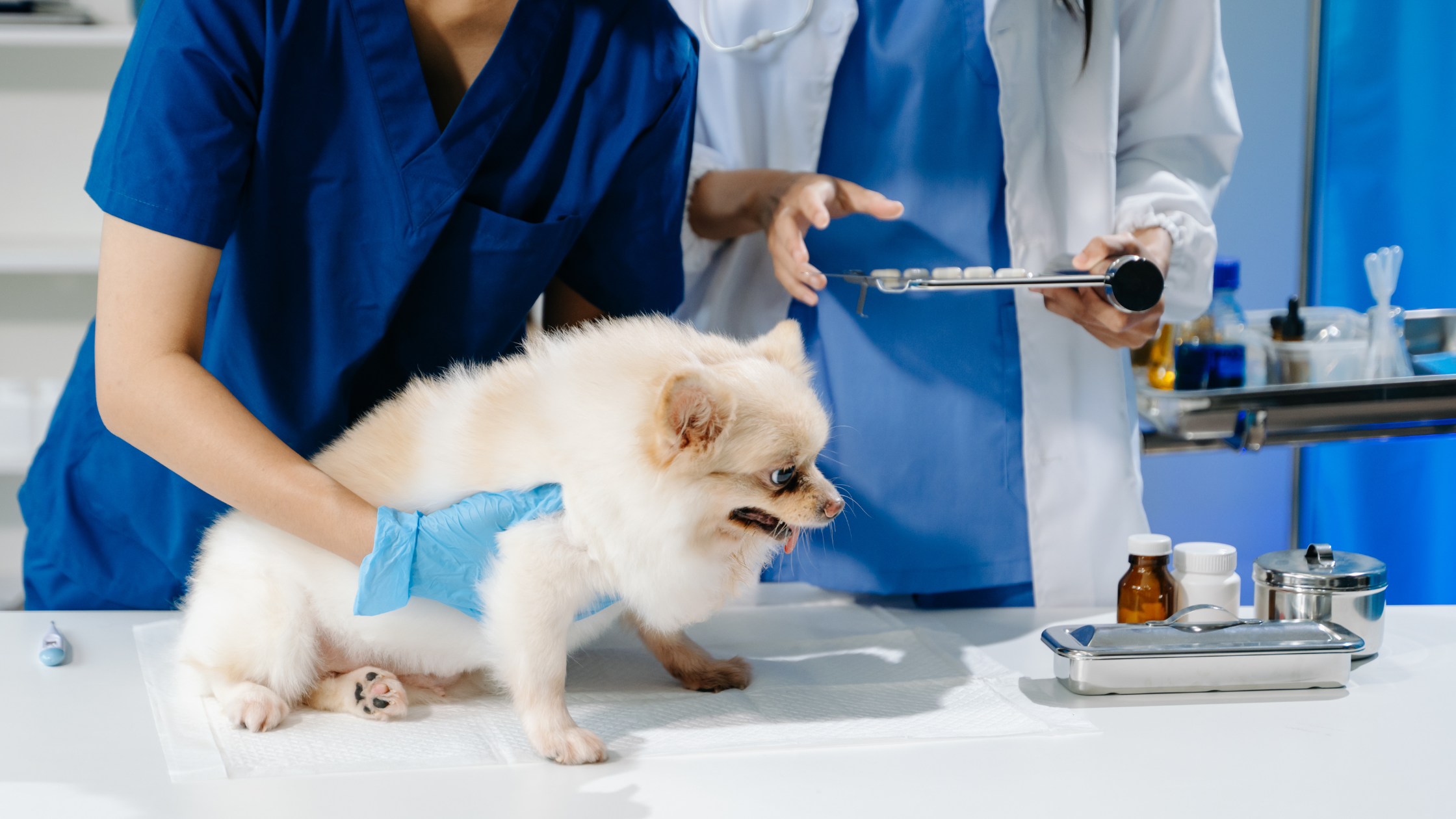 Een kleine, lichte hond staat op de onderzoekstafel bij de dierenarts, terwijl twee zorgverleners in blauwe kleding hem vasthouden en medische instrumenten klaarleggen.