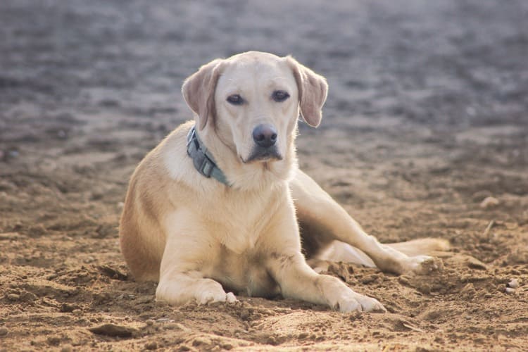 Wat kost een labrador