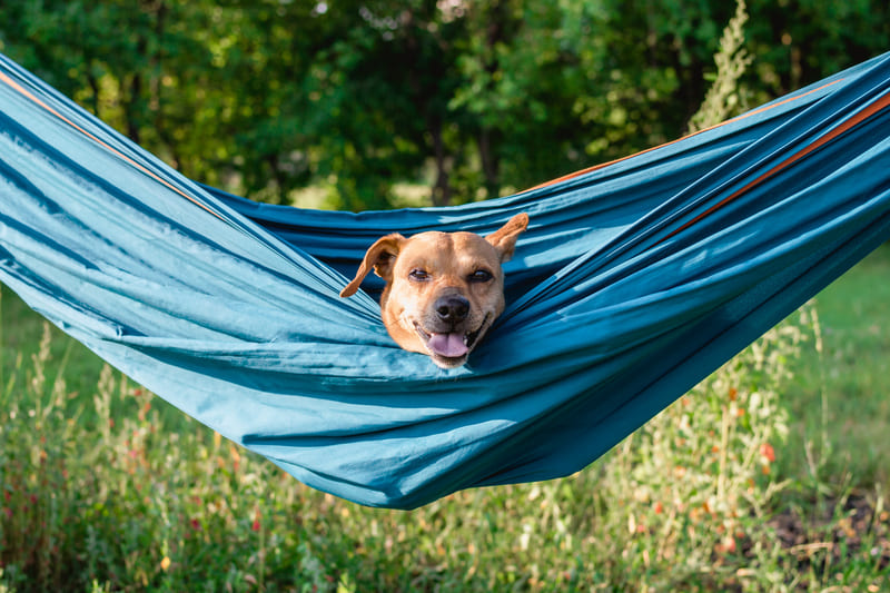Hoeveel kost een hond per jaar