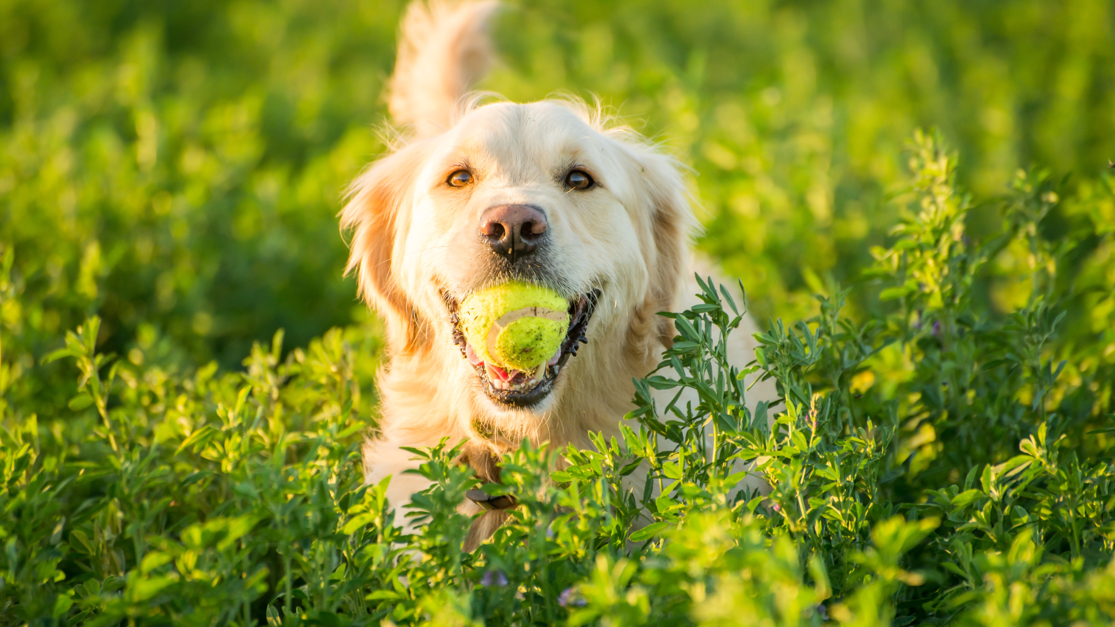 Golden Retriever met bal door gras PetSecur