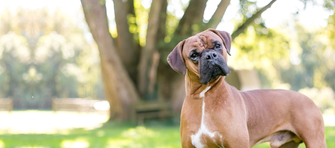 Kosten chemo hond