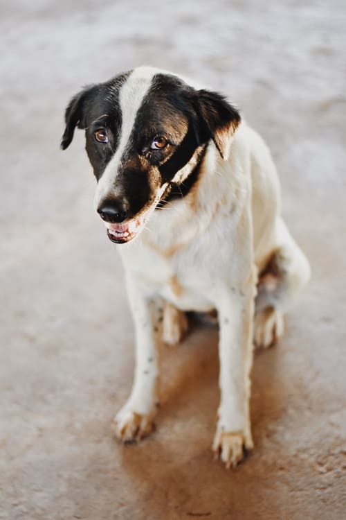 Wat kost een hond uit het asiel