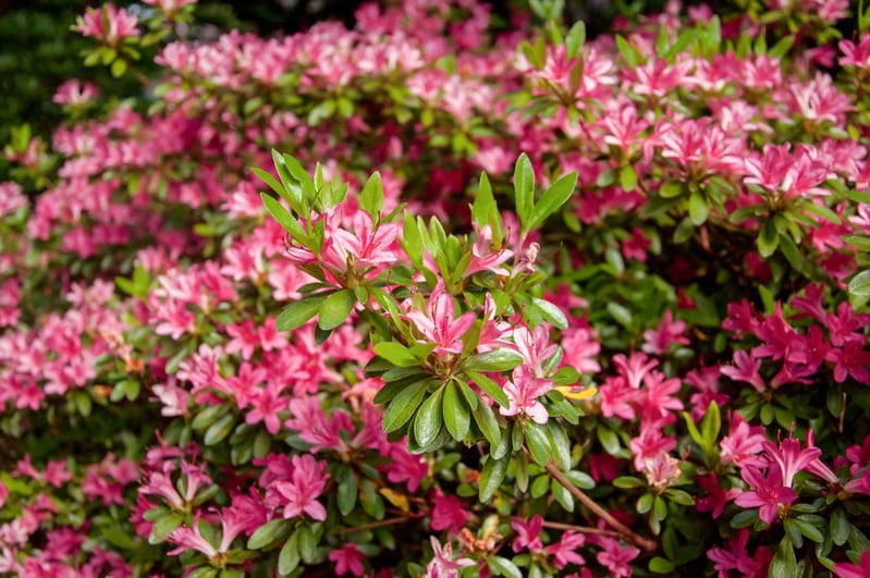Gevaarlijke planten en bloemen