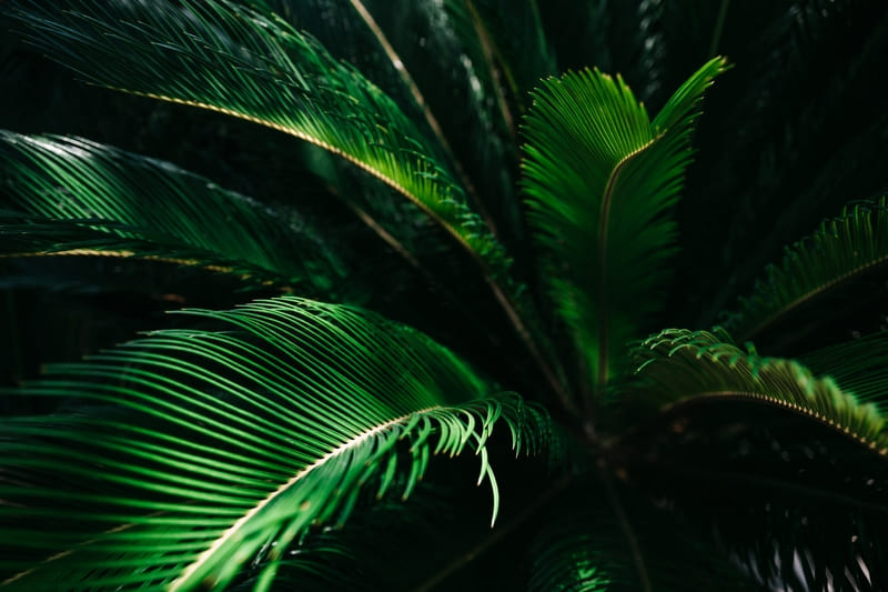 Sago-palm