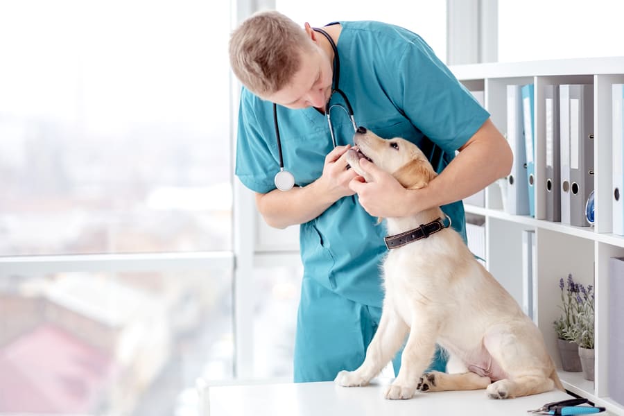 Kosten allergietest hond