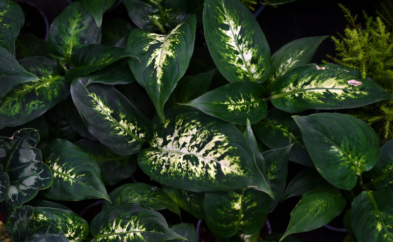 Dieffenbachia