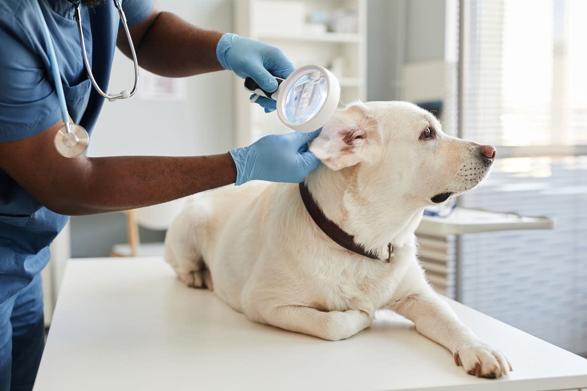 Bloedoor bij je hond: kosten en behandeling