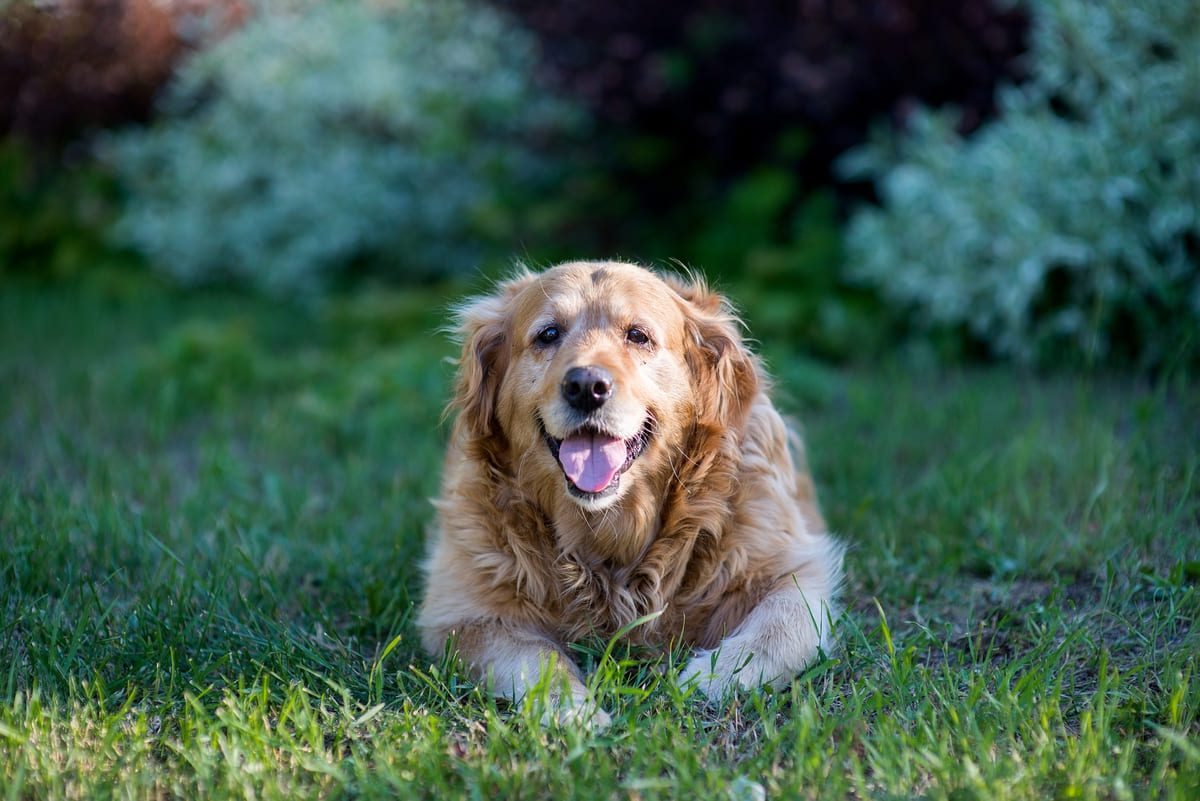Wat kost een hond met stamboom