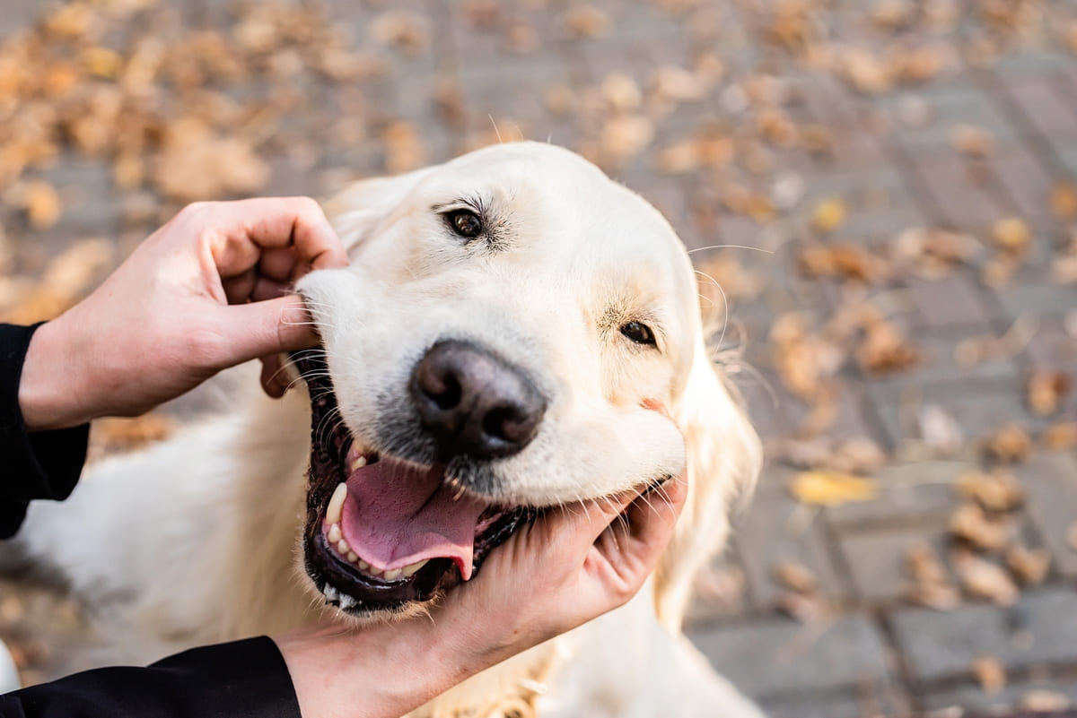 Een vrolijke, lichtgekleurde hond wordt door iemand aan zijn wangen gekriebeld, waardoor hij breed lijkt te glimlachen terwijl hij buiten zit tussen de gevallen herfstbladeren.