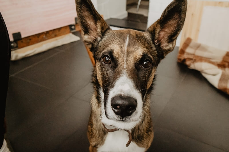 Oog verwijderen hond kosten