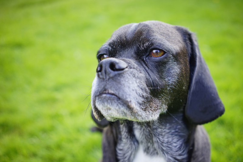 Oude Hond Nieren