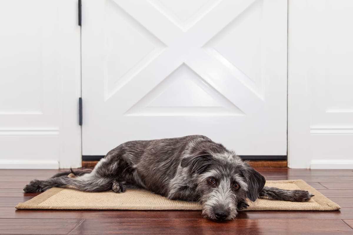 Een grijze ruwharige hond ligt languit op een mat bij een witte deur en kijkt rustig voor zich uit