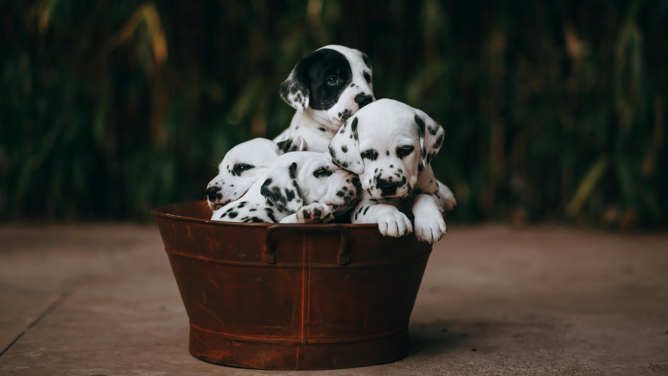 Dalmatiër pups PetSecur