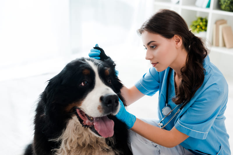 Bloedoor hond kosten
