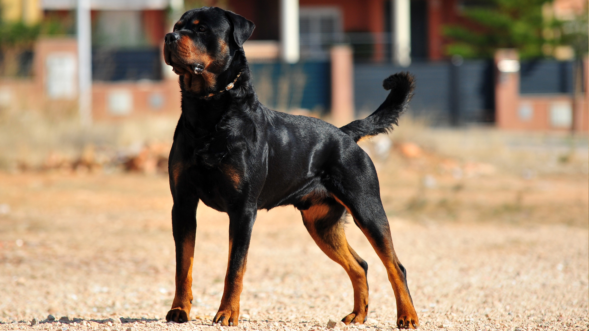 Een gespierde zwart-bruine hond staat alert rechtop op een open terrein, met opgeheven staart en de blik trots vooruit gericht.