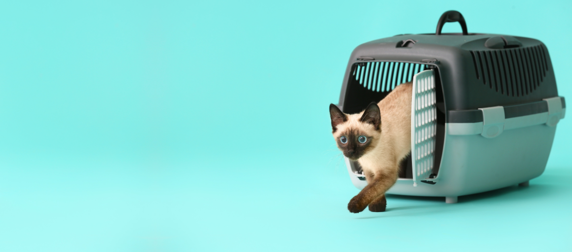 Kosten kat importeren naar Nederland