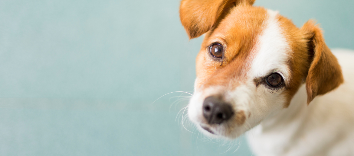 Een kleine hond met bruine en witte vacht kijkt nieuwsgierig in de camera met een licht gekanteld hoofd, tegen een zachte blauwe achtergrond.