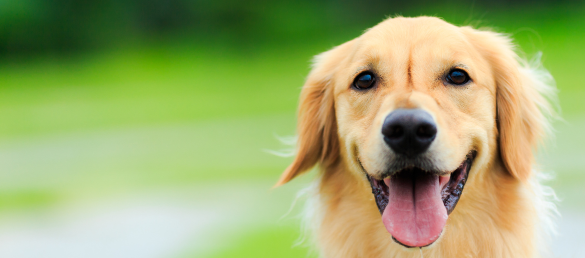 Waarom blaft een hond en hoe leer ik het af?