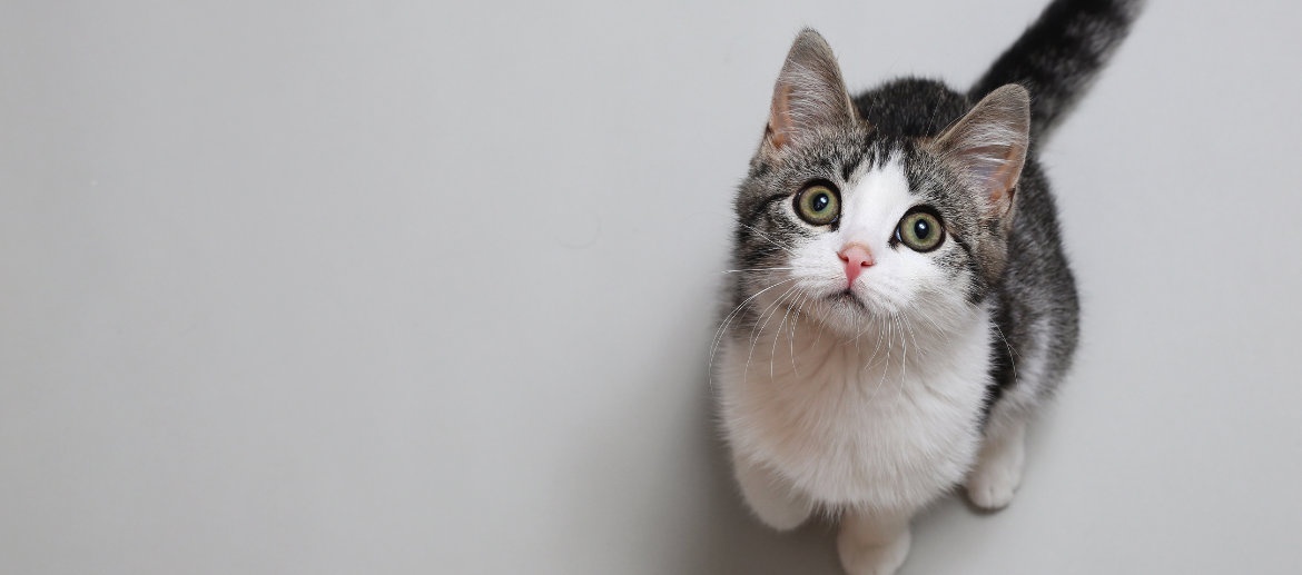 Hoesten bij katten