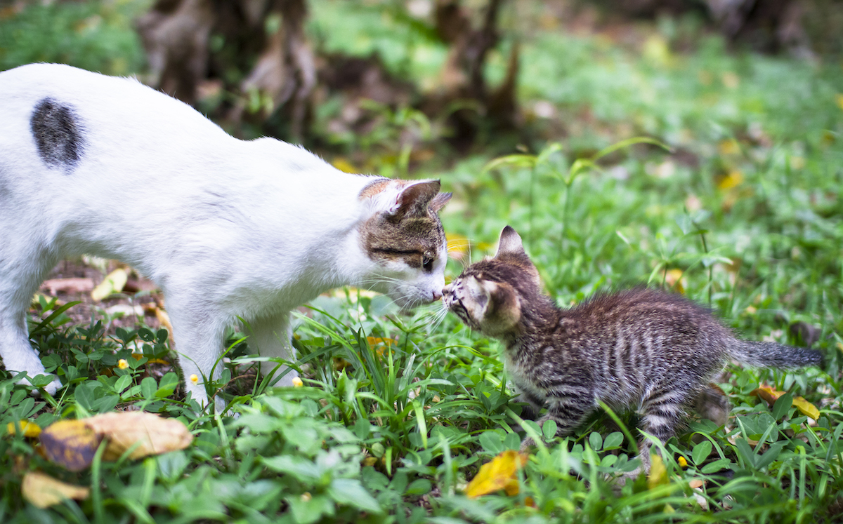 Een witte kat en een gestreept kitten raken elkaars neus aan terwijl ze samen in het gras staan.